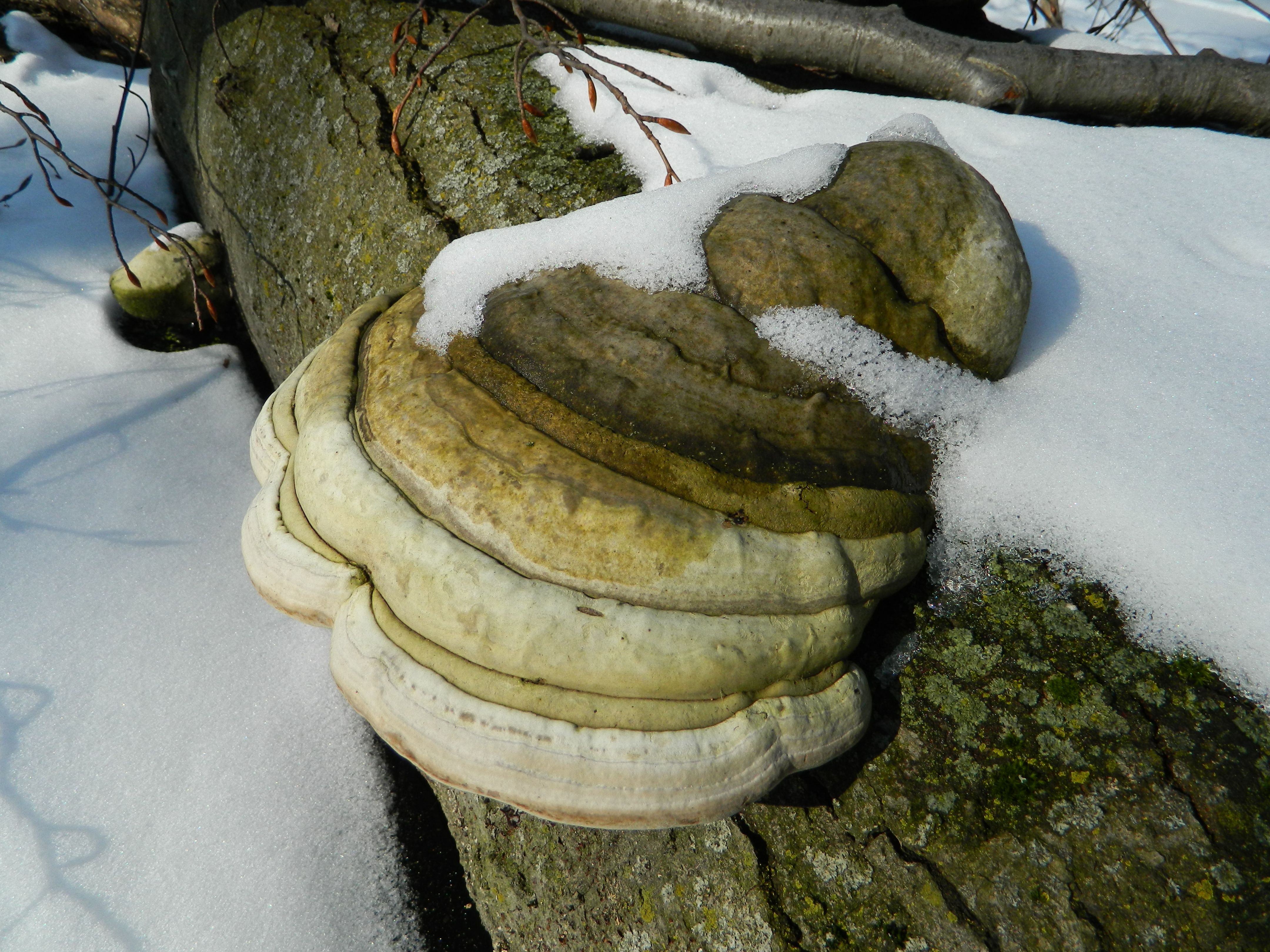 21 MARTIE - ZIUA INTERNAȚIONALĂ A PĂDURILOR