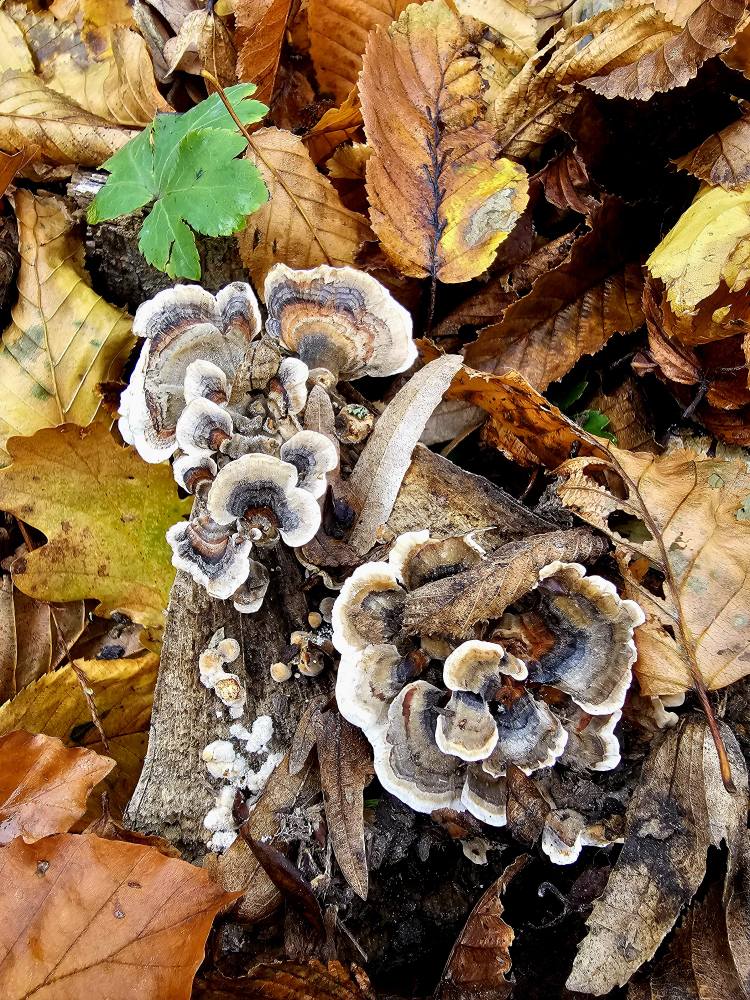 Activitate de teren – Monitorizarea diversității fungice în masivul păduros Bârnova-Repedea, Iași