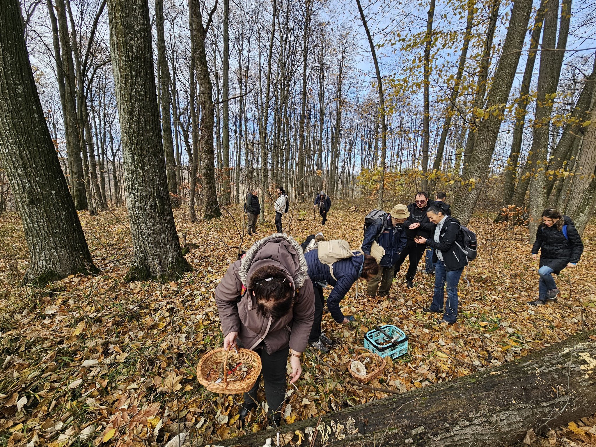 Activitate de teren – Monitorizarea diversității fungice în masivul păduros Bârnova-Repedea, Iași