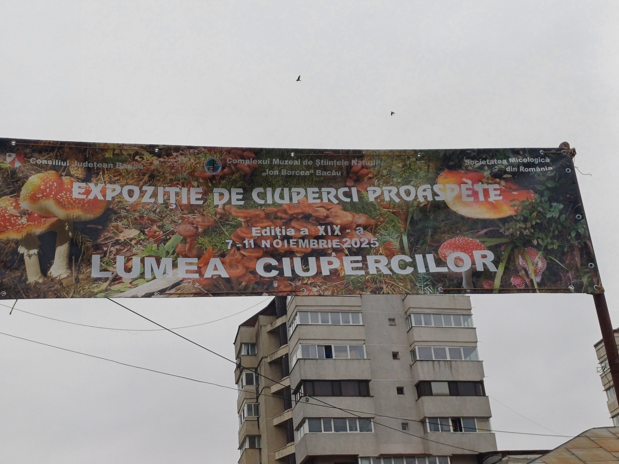 Expoziţia temporară de ciuperci proaspete „LUMEA CIUPERCILOR”, ediţia a XIX-a, Complexul Muzeal de Ştiinţele Naturii „Ion Borcea” Bacău