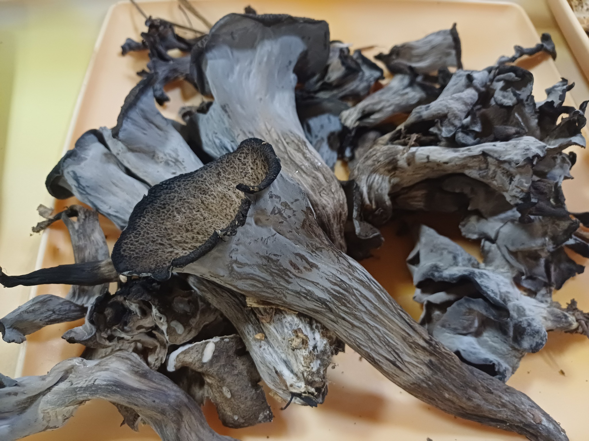 Expoziţia temporară de ciuperci proaspete „LUMEA CIUPERCILOR”, ediţia a XIX-a, Complexul Muzeal de Ştiinţele Naturii „Ion Borcea” Bacău