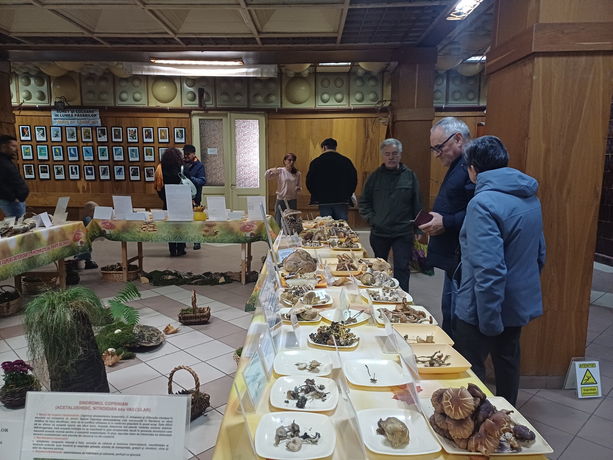 Expoziţia temporară de ciuperci proaspete „LUMEA CIUPERCILOR”, ediţia a XIX-a, Complexul Muzeal de Ştiinţele Naturii „Ion Borcea” Bacău