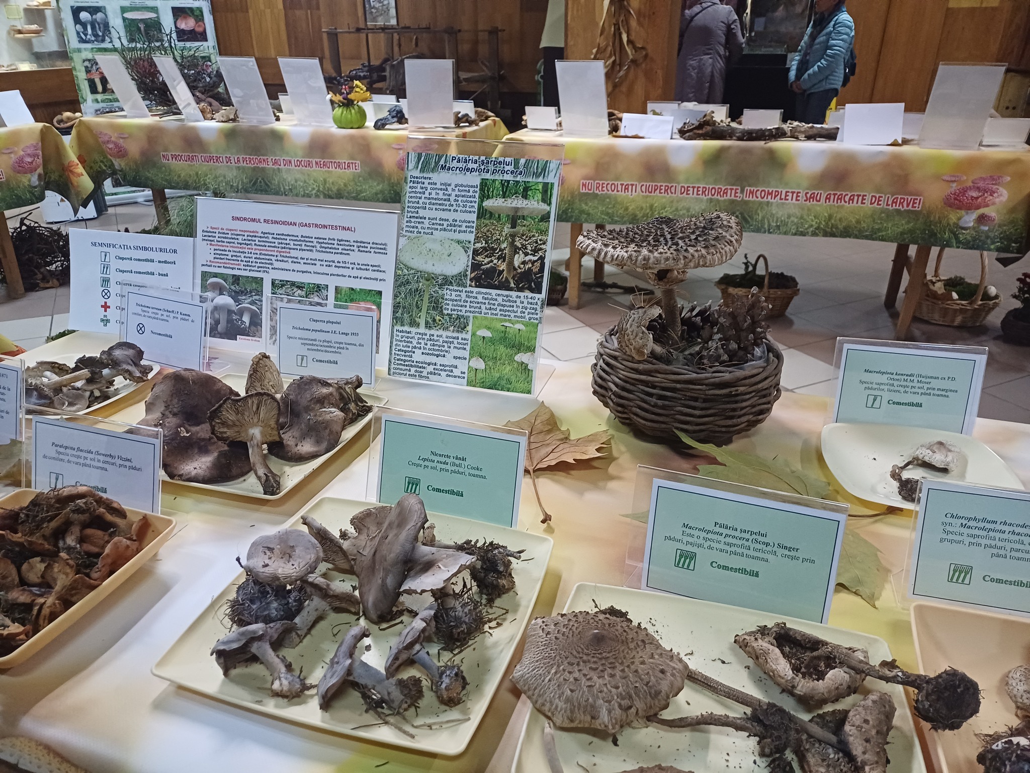 Expoziţia temporară de ciuperci proaspete „LUMEA CIUPERCILOR”, ediţia a XIX-a, Complexul Muzeal de Ştiinţele Naturii „Ion Borcea” Bacău