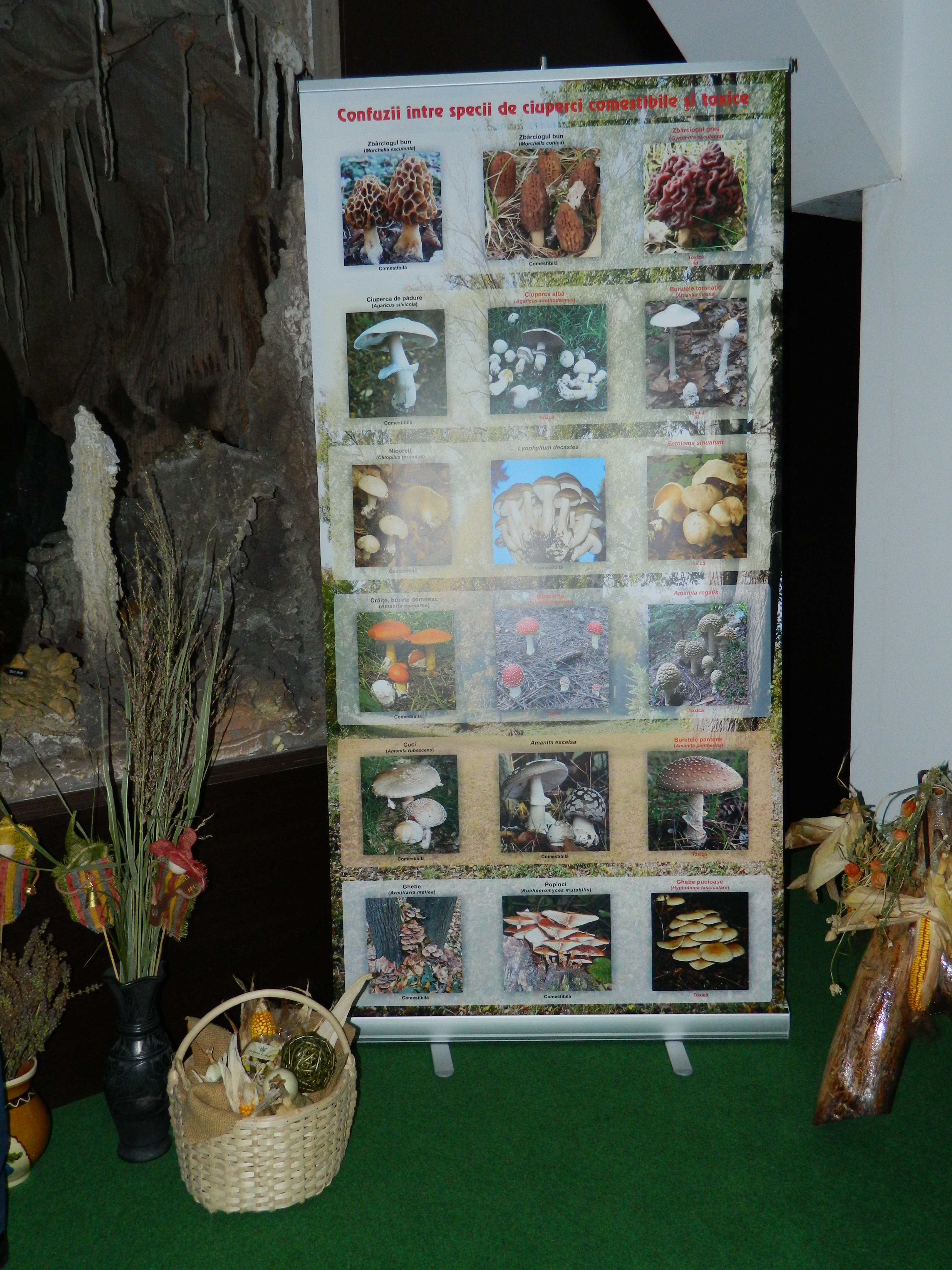 Simpozionul naţional de micologie, Ediţia a XXV-a, 16-17 octombrie 2014, Bacău