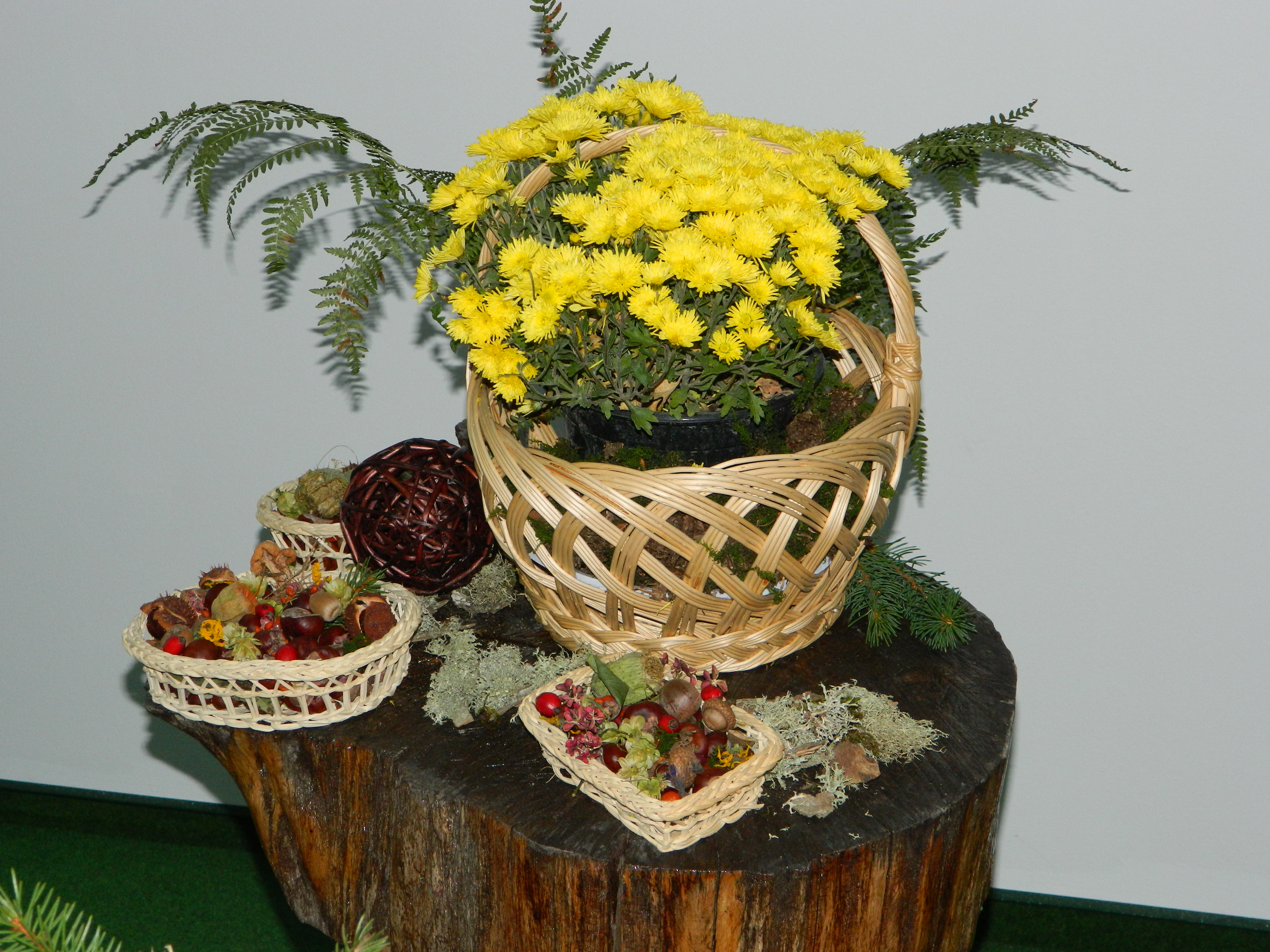 Simpozionul naţional de micologie, Ediţia a XXV-a, 16-17 octombrie 2014, Bacău