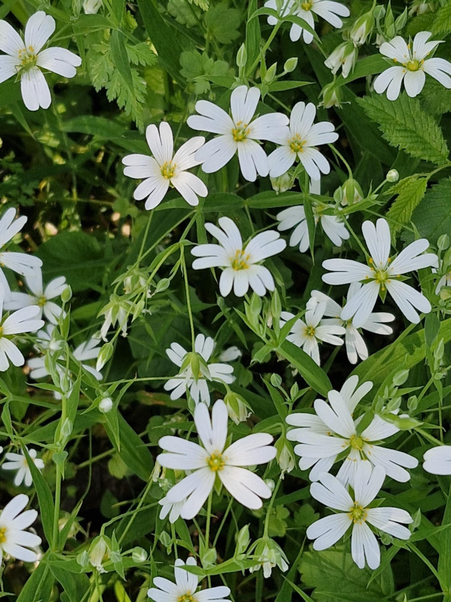 Să marcăm împreună Ziua Pământului!