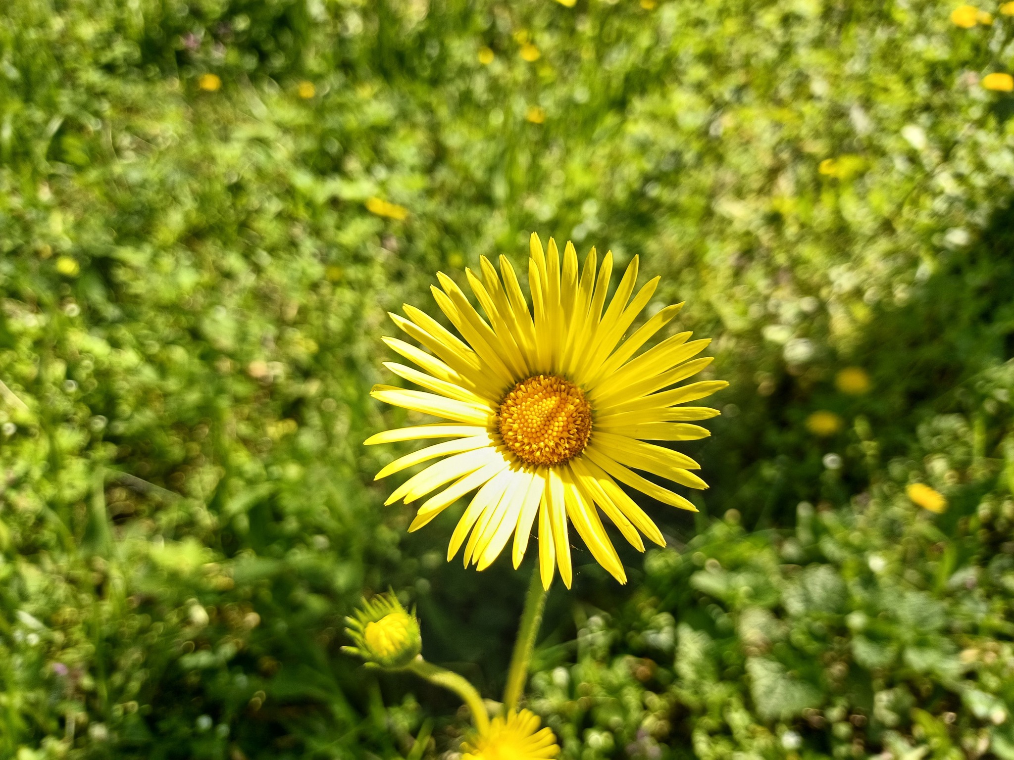 Să marcăm împreună Ziua Pământului!