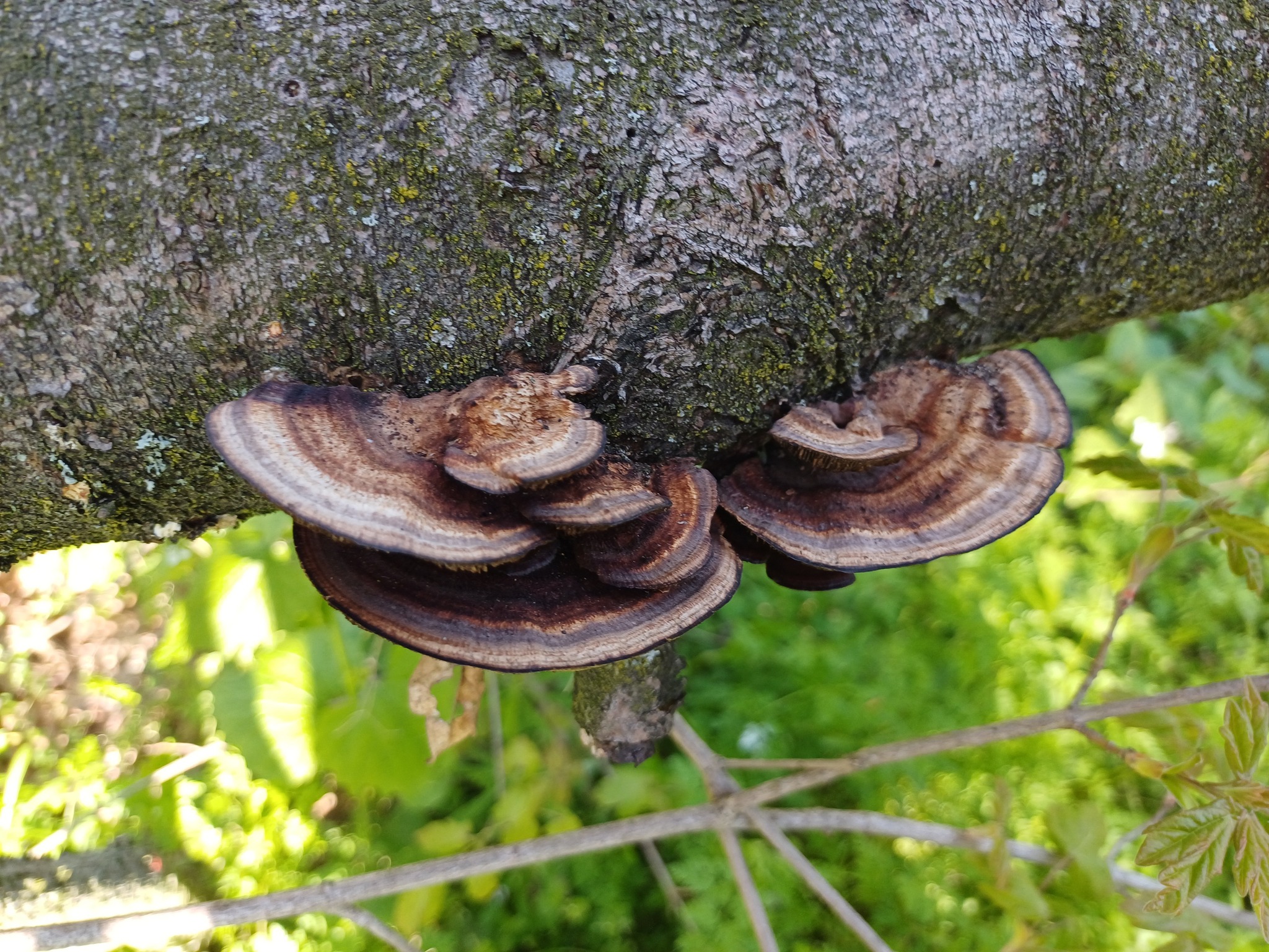 Să marcăm împreună Ziua Pământului!