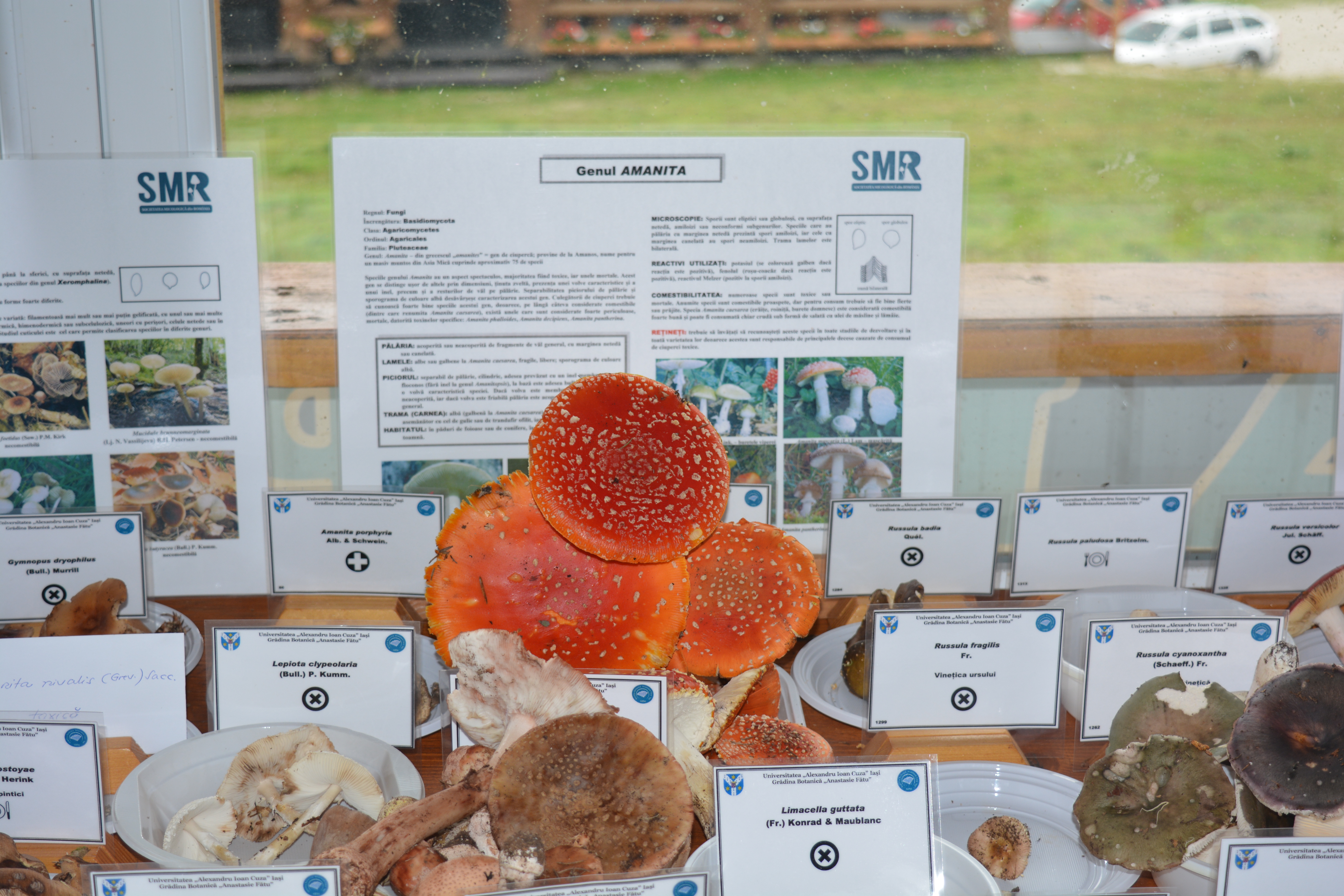 Tabăra micologică, Ediția a II-a, 18-21 august 2016, Rânca - Județul Gorj