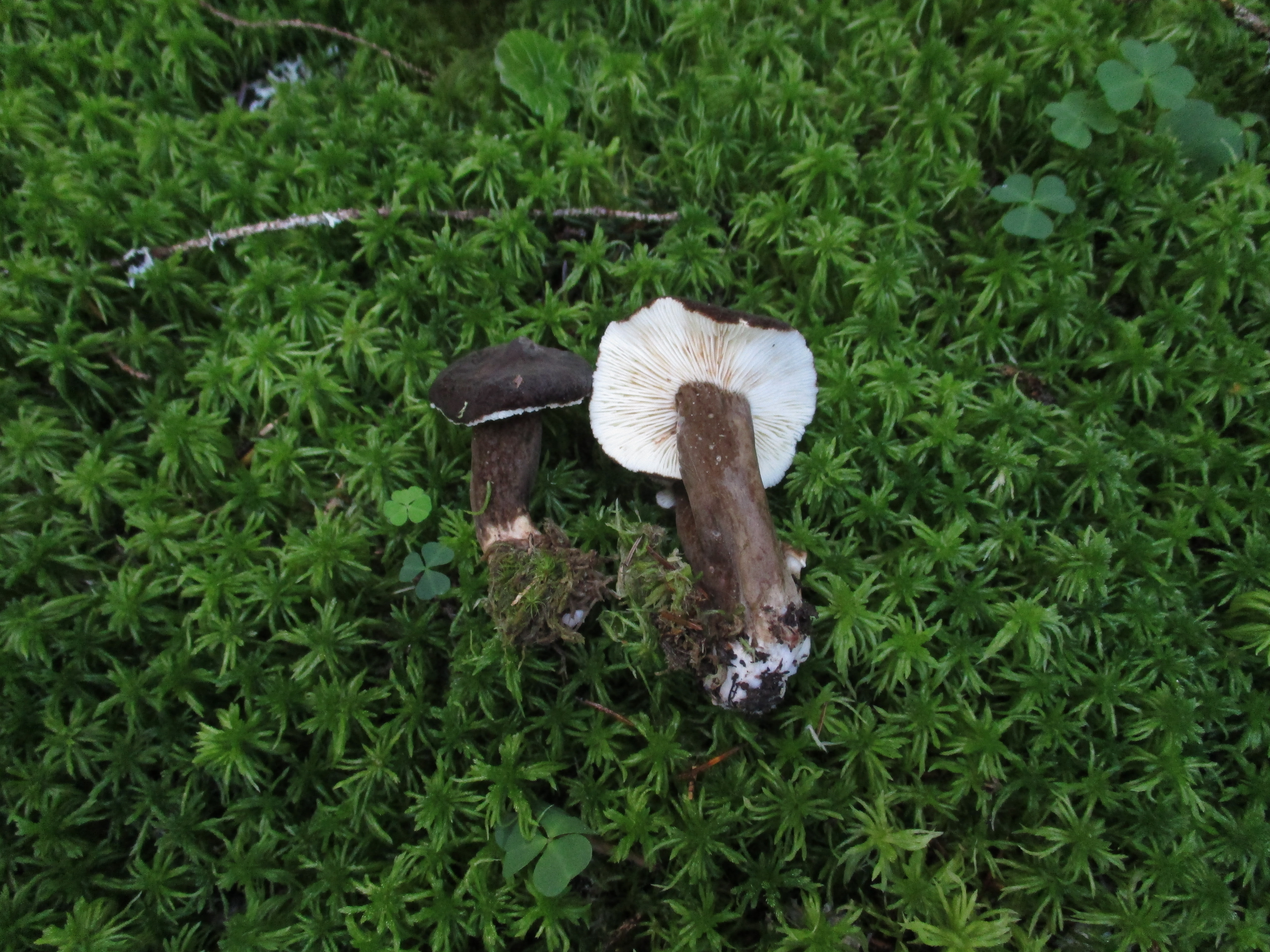 Tabăra micologică, Ediția a II-a, 18-21 august 2016, Rânca - Județul Gorj