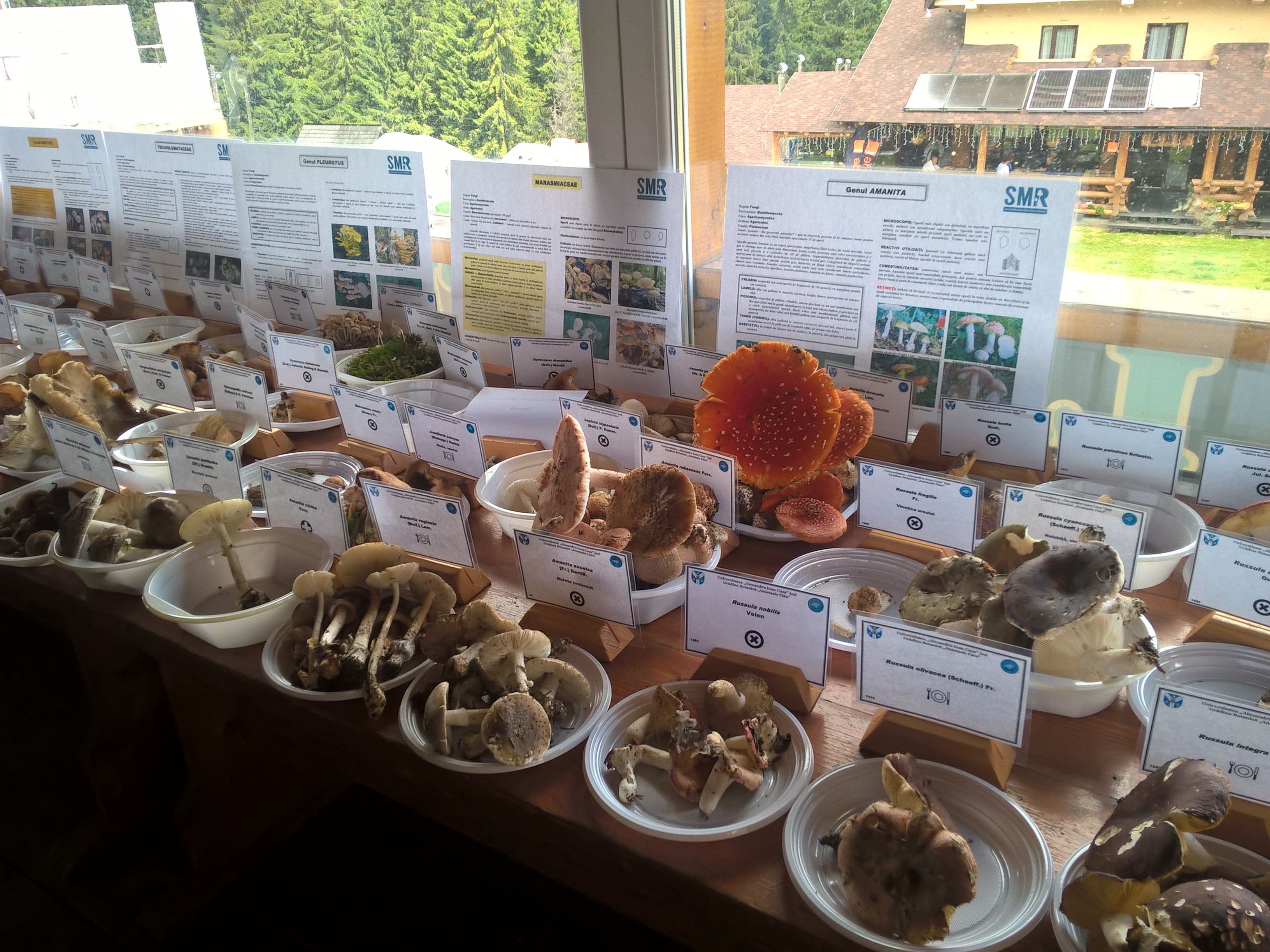 Tabăra micologică, Ediția a II-a, 18-21 august 2016, Rânca - Județul Gorj