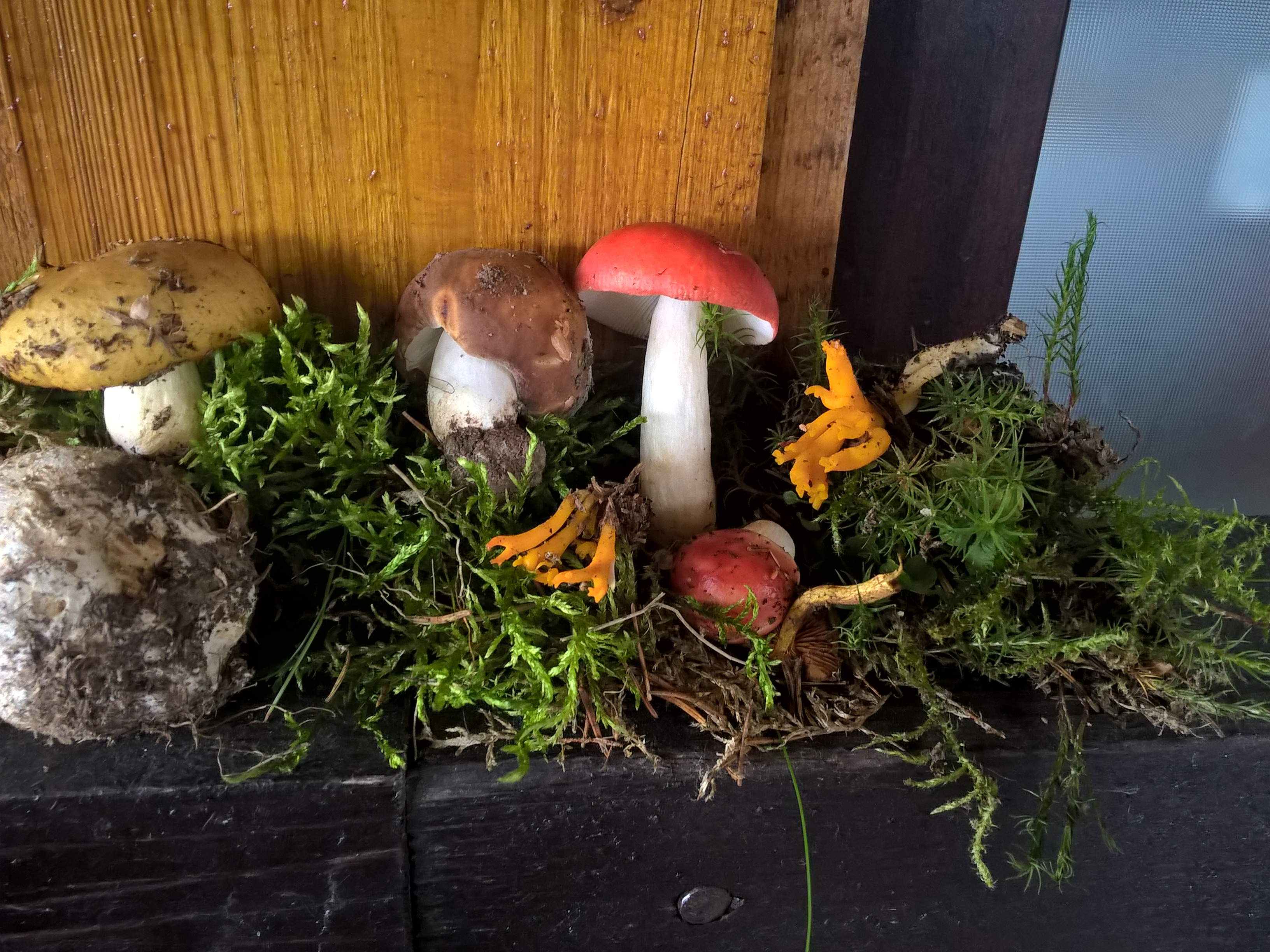 Tabăra micologică, Ediția a II-a, 18-21 august 2016, Rânca - Județul Gorj