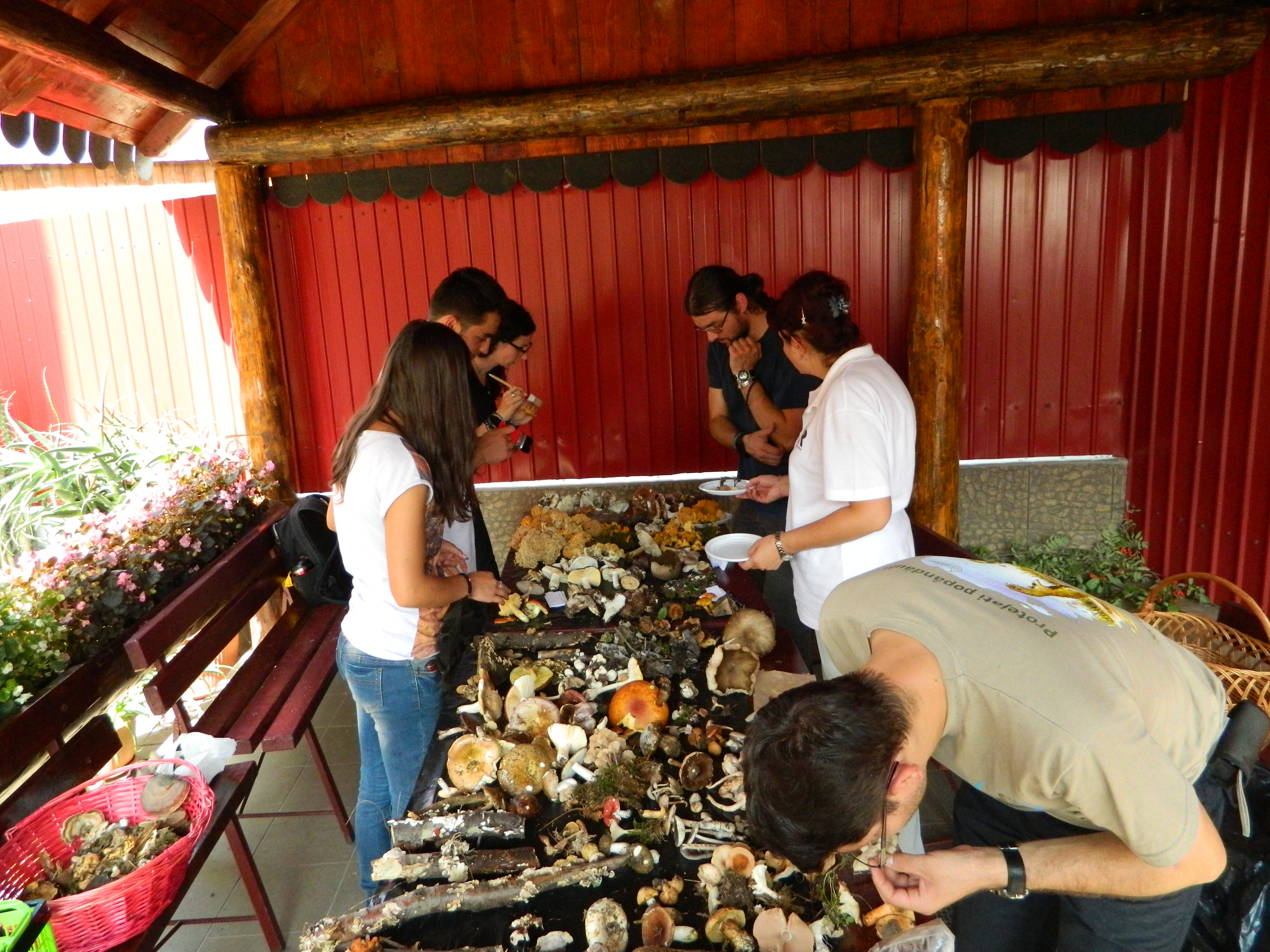 Tabăra micologică, Ediția I, 27-30 august 2015, Fărcașa, Județul Neamț