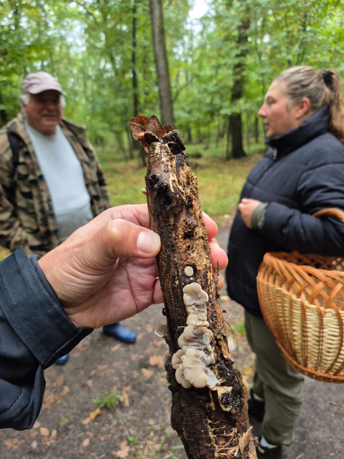 Tabăra Micologică SMR - MicoMonitor, Ediția a IV-a, 3-5 octombrie 2025, Rezervația Codrii - Republica Moldova