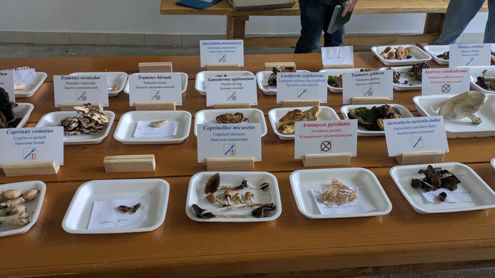 Tabăra Micologică SMR - MicoMonitor, Ediția a IV-a, 3-5 octombrie 2025, Rezervația Codrii - Republica Moldova