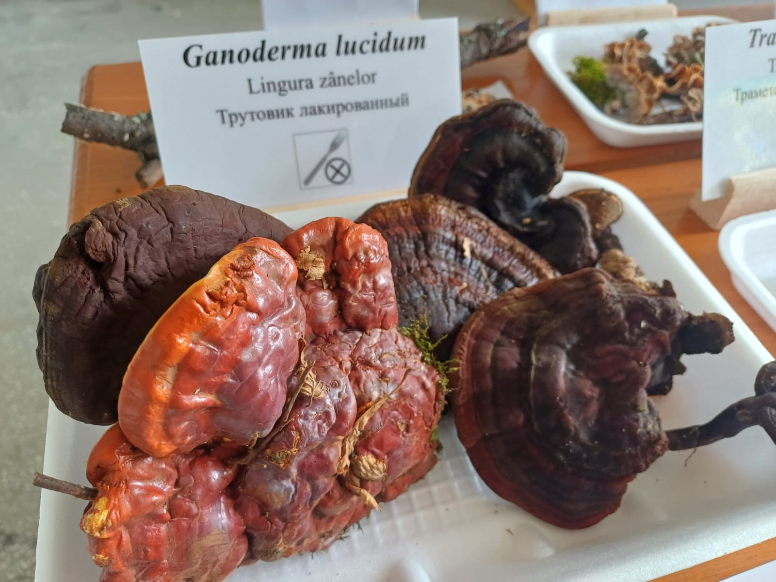 Tabăra Micologică SMR - MicoMonitor, Ediția a IV-a, 3-5 octombrie 2025, Rezervația Codrii - Republica Moldova