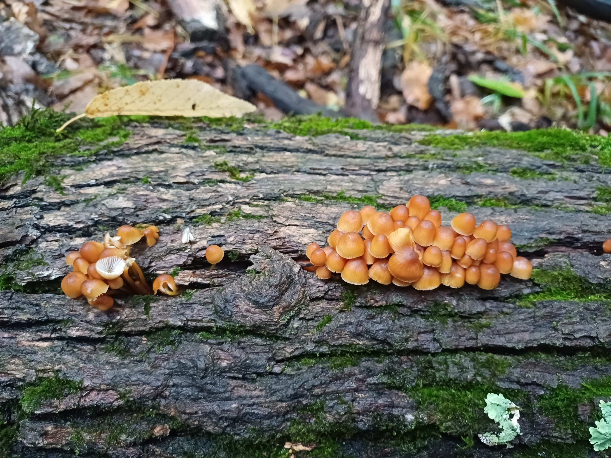 Tabăra Micologică SMR - MicoMonitor, Ediția a IV-a, 3-5 octombrie 2025, Rezervația Codrii - Republica Moldova