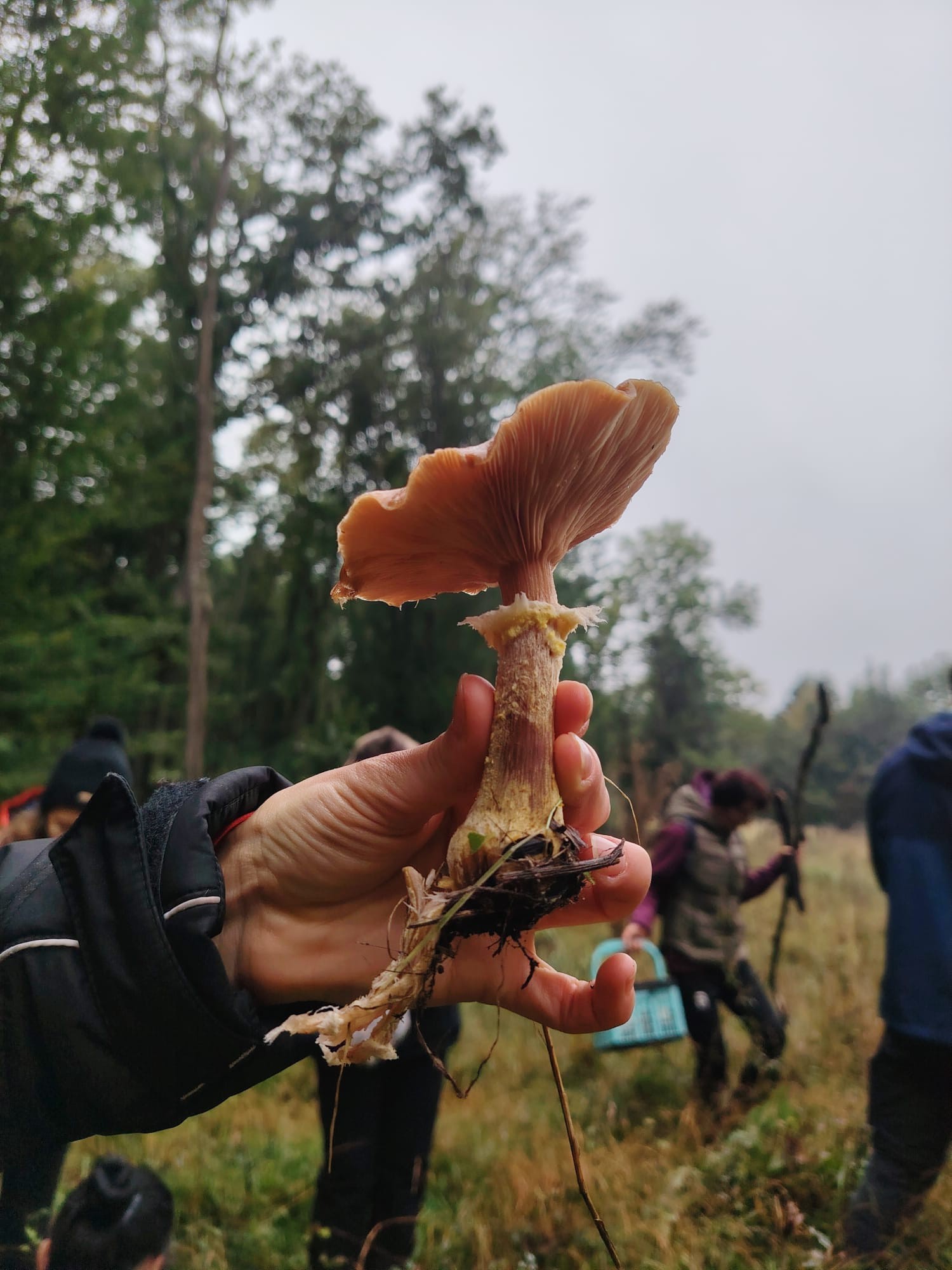 Tabăra Micologică SMR - MicoMonitor, Ediția a IV-a, 3-5 octombrie 2025, Rezervația Codrii - Republica Moldova